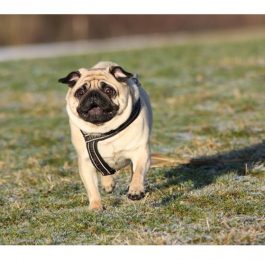 mops-agnes-den-smukkeste-stjerne-paa-hundehimlen