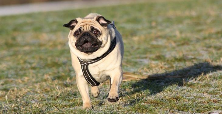 mops-agnes-den-smukkeste-stjerne-paa-hundehimlen